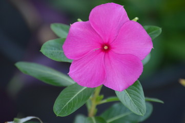 Pink Periwinkle in bloom