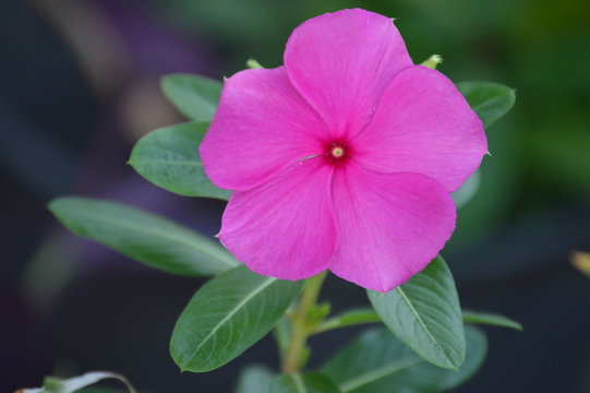 Pink Periwinkle in bloom