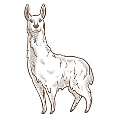 Lama animal looking straight monochrome sketch vector illustration