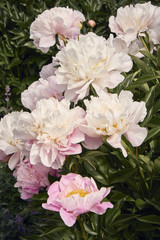 Pink and white peony flowers in a garden on a summer day