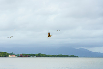 Fototapeta na wymiar Sea Eagle on sky clouds Beautiful Tropical Beach blue ocean backgrouind