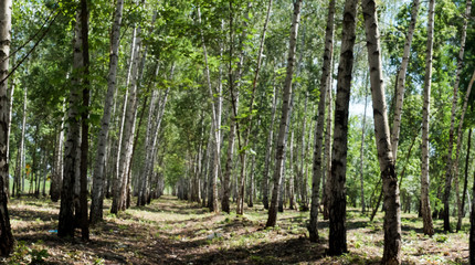 Fototapeta premium Summer birch forest