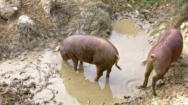 Slow Motion of Black iberian pigs enjoying the mud in grassland Spain dehesa landscape. Spanish hogs lay down mud pond field. Pig herd playing with thick nasty clay. agricultural farm-Dan