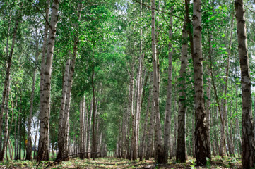 Fototapeta na wymiar Summer birch forest