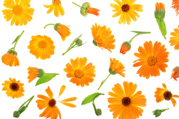 Calendula. Marigold flower isolated on white background. Top view. Flat lay pattern