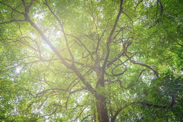 Obraz premium Spacer do drzewa dżungli niebo chmury słońce