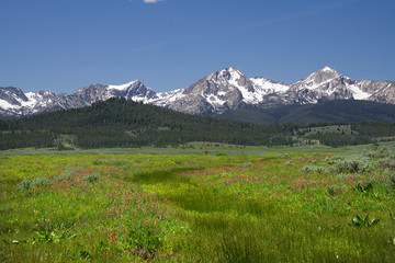 Fototapeta premium Sawtooth Mountains and Wildflowers 1895