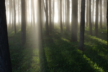 Fototapeta na wymiar Туман в лесу