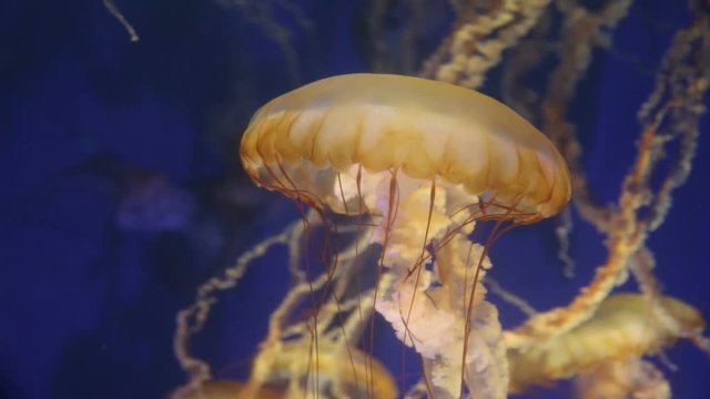 Aquarium full of Pacific Sea Nettle Jellyfish / Seajellies swimming in slow motion.