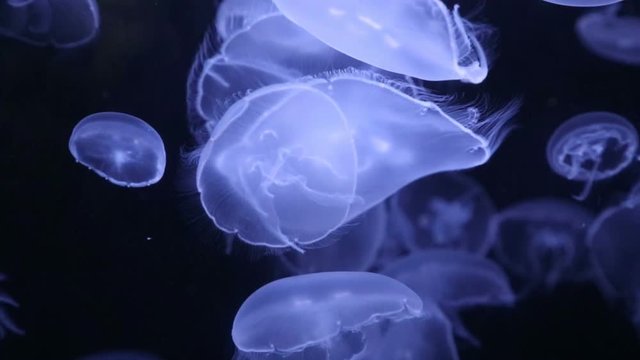 Aquarium full of Moon Jelly (Aurelia aurita) Jellyfish / Seajellies swimming in slow motion.
