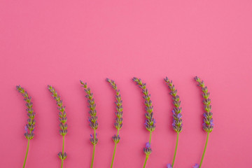 lavender flowers on a  fuchsia background. Season of lavender