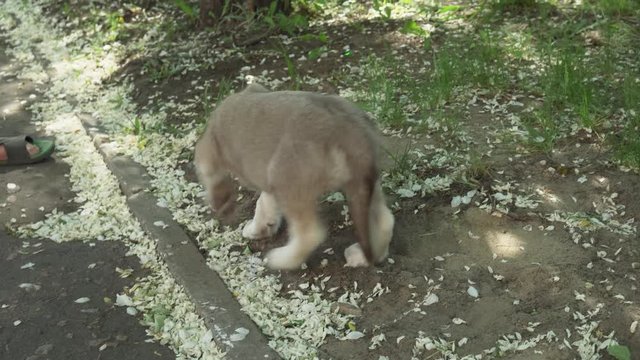 Beautiful amusing puppies of Saarloos wolfhound playing on green lawn in the park stock footage video
