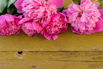 Pink peony flowers on rustic wooden background. Copy space