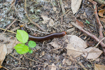 Close up of the millipede in the garden.
