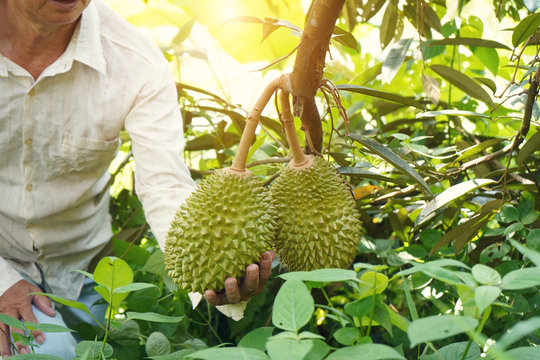 Farmer At Durian Farm