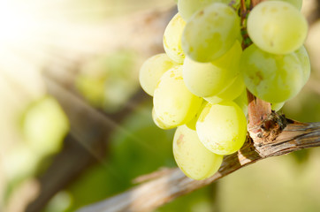 Green grape cluster against sunlight closeup view