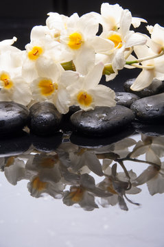 lying on branch white orchid and wet black stones 