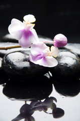 Obraz na płótnie Canvas Wet black stones and lying on branch pink orchid
