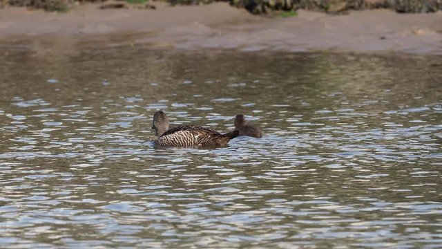 eider 7  090618