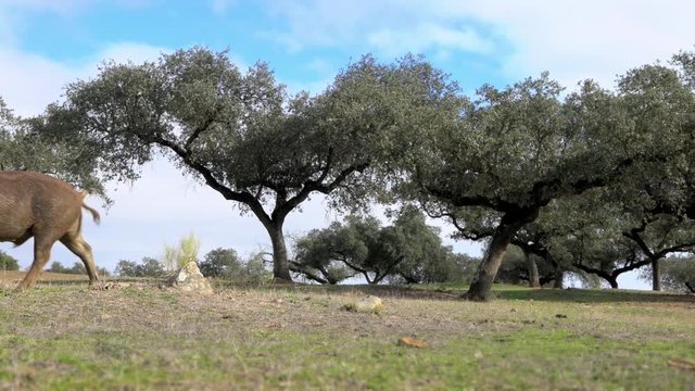 4K, Black Iberian pigs grazing through the oak trees in grassland Extremadura. Spain dehesa landscape. Spanish hogs in field a day of winter. Agricultural farm-Dan