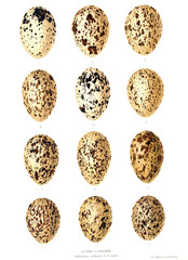 Fototapeta premium Illustration of aggs