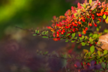 Barberry,Berberis vulgaris, branch fresh ripe berries,natural green background.Berberis thunbergii,Latin Berberis Coronita,Barberry berries fruits bush, Copy space
