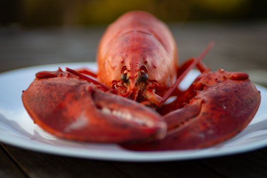 Maine Lobster Dinner