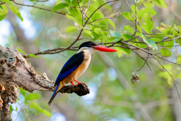 black-capped kingfisher is a tree kingfisher which is widely distributed in tropical Asia from India east to China, Korea and Southeast Asia