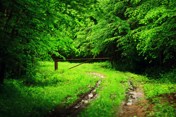 The hidden road in the wood. Secret path in the forest.