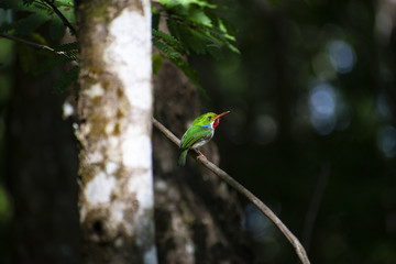 Cuban Tody