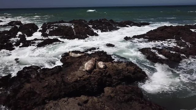 Seals on cliffs in Cambria fly around  1 