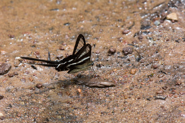 Lamproptera curius curius : White Dragontail, Beautiful Butterfly