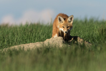 Cute and adorable fox pup staring.