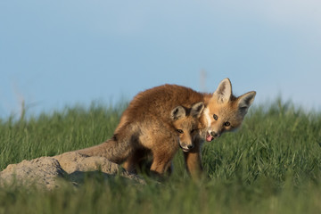 Cute fox pups playing outside of their den.