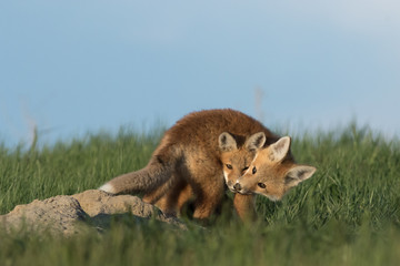 Funny antics from adorable fox pups.