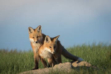 Fototapeta premium Very cute fox pups in an adorable and funny pose.