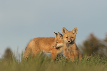 Two pups outside of their nearby den.