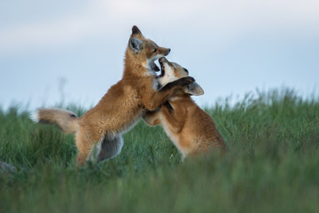 Two adorable fox kits play fighting.