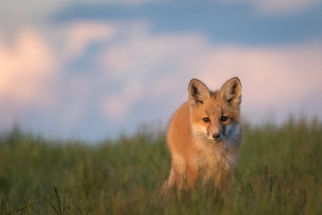Beautiful young fox on a grassy ridge.