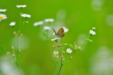 新緑に包まれて食事するベニシジミ