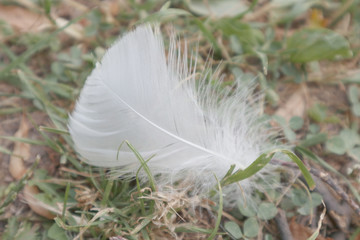 feather, white, bird, nature, soft, fluffy, close up, softness, fluff, flight
