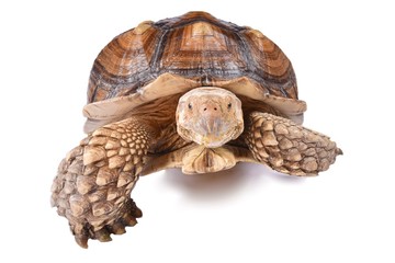 African spurred tortoise (Centrochelys sulcata)