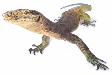 Halmahera monitor (Varanus yuwonoi)