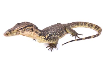 Two-striped water monitor (Varanus salvator bivittatus)