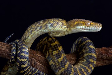 Fototapeta premium Moluccan python (Simalia clastolepis)