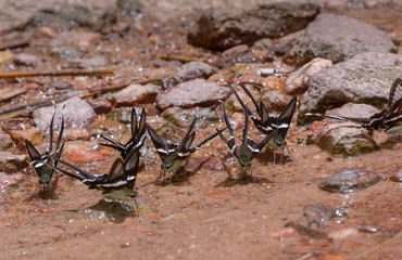 Lamproptera curius curius : White Dragontail, Beautiful Butterfly