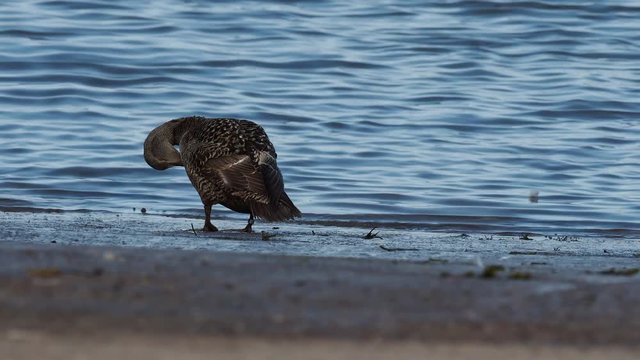 Eider duck ( Somateria mollissima )