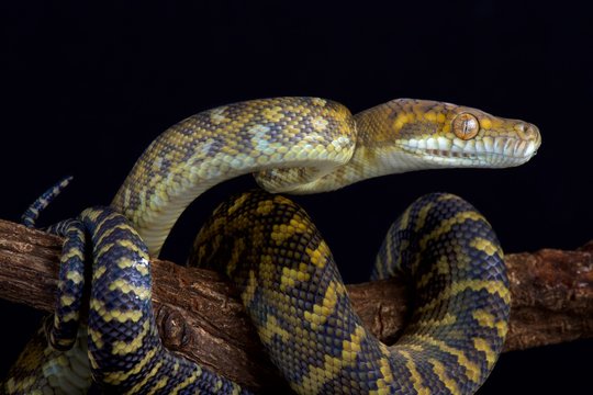 Moluccan python (Simalia clastolepis)