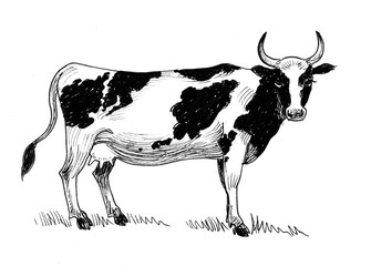 Black and white cow. Ink drawing