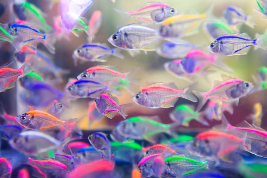 Fish in color in fresh water.